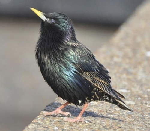 Starling Starling