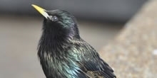 Starling