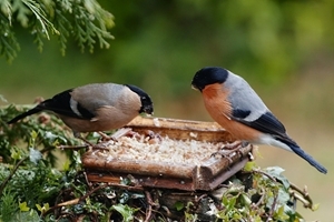Female and male bullfinch