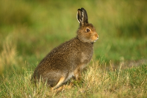 Mountain hare in summer coat Mountain hare in summer coat