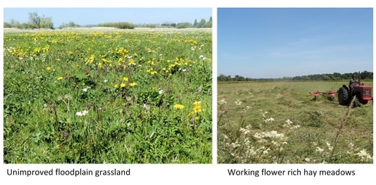 Floodplain Floodplain