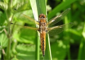 Scarce Chaser