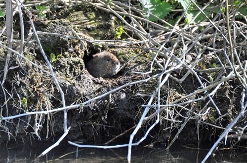 Watervole