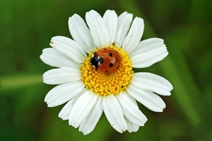 Seven-spot ladybird on mayweed