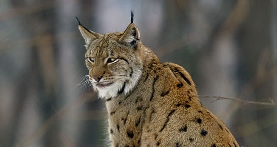 Lynx Lynx