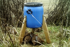 Grey partridge covey at a feeder