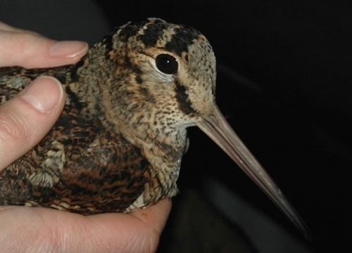 Hoodless _JAE Blog _photo2 Hoodless _JAE Blog _photo2