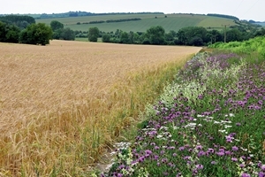 Wild flower margin at Loddington