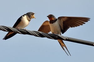 Swallow