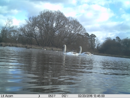 Swans and geese on a new scrape