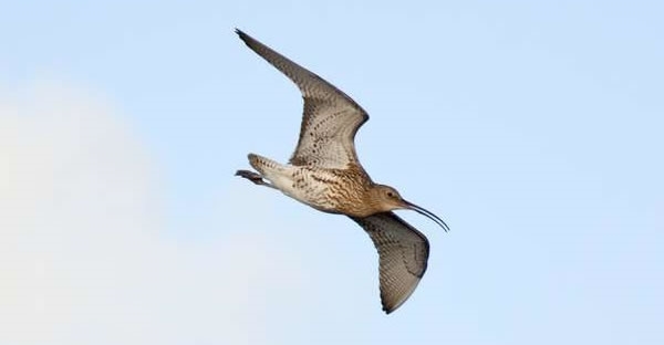 Actionforcurlewslider Actionforcurlewslider