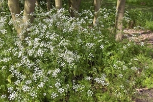 Cow parsley