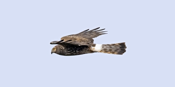 Hen -Harrier -wwwdavidmasonimagescom 600 Hen -Harrier -wwwdavidmasonimagescom 600