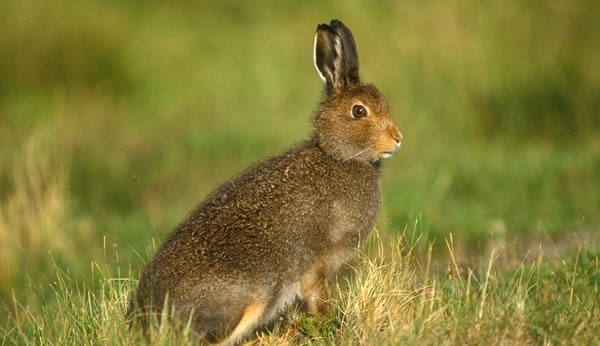 Mountain Hare Mountain Hare