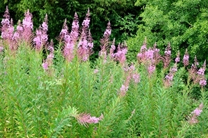 Rosebay willowherb