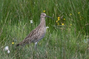 Curlew Curlew