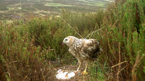 Miranda -nest -cam -Langholm Miranda -nest -cam -Langholm