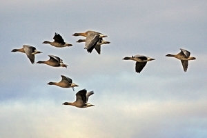 Pinkfeet flying (credit: Andy Hawkins