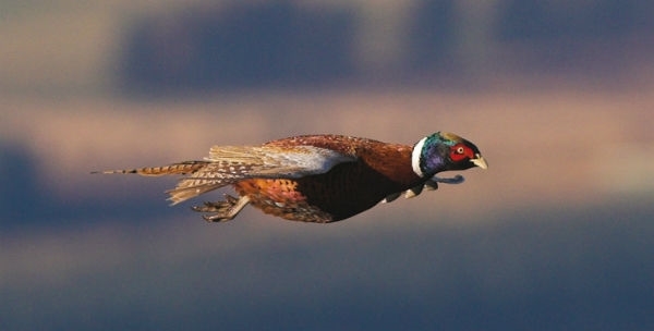 Pheasant -flying -wwwlauriecampbellcom Pheasant -flying -wwwlauriecampbellcom