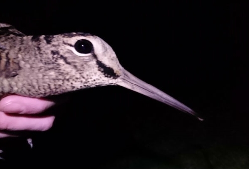 Woodcockhand Woodcockhand