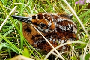Snipe chick