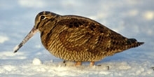 Woodcock in winter: How do they cope in the cold?