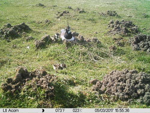 Lapwing Nest 1 Lapwing Nest 1