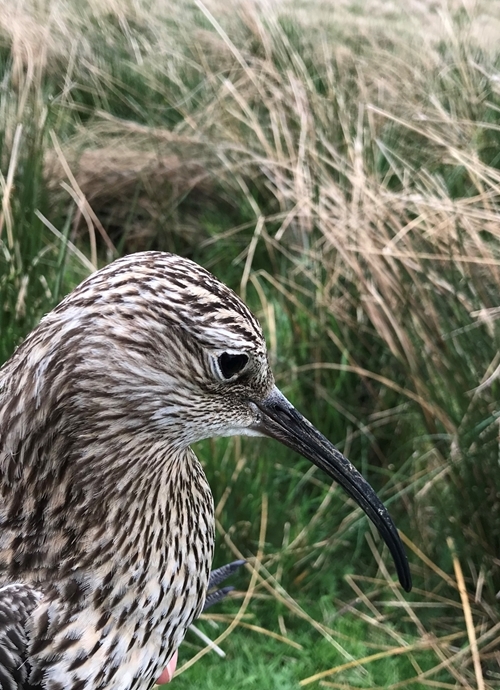 Curlew , May 2018v3 Curlew , May 2018v3