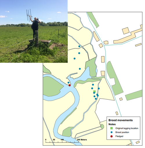 GWCT LIFE Waders For Real Chick Range Map GWCT LIFE Waders For Real Chick Range Map