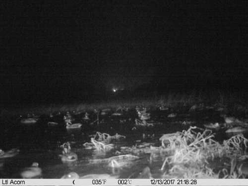 GWCT LIFE Waders For Real _Nighttime Ducks On Scrape GWCT LIFE Waders For Real _Nighttime Ducks On Scrape