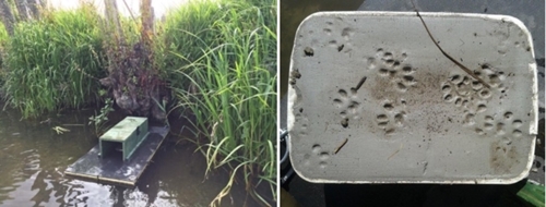 GWCT Life Waders For Real Mink Rafts