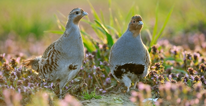 Interreg PARTRIDGE Project