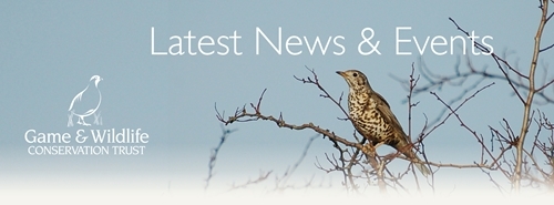 Christmas Email Header V2 Christmas Email Header V2