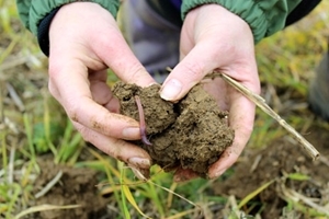 Soil in hand