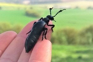 Black oil beetle