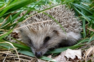 European hedgehog